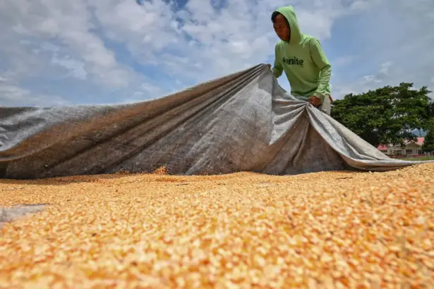 Petani mengumpulkan jagung pipilan usai dijemur di Desa Rarampadende, Sigi, Senin (2/2/2026). (©bmzIMAGES/Basri Marzuki)