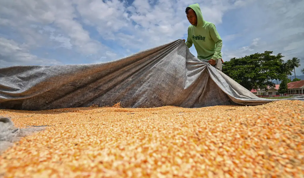 Harga Jagung Menghangat, Harapan Petani Sigi Tumbuh Kembali
