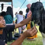 Seorang peserta menyuap ternak kambingnya sebelum diikutkan pada Kontes Kambing di Palu, Sulawesi Tengah, Minggu (1/2/2026). (©bmzIMAGES/Basri Marzuki)