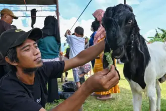 Seorang peserta menyuap ternak kambingnya sebelum diikutkan pada Kontes Kambing di Palu, Sulawesi Tengah, Minggu (1/2/2026). (©bmzIMAGES/Basri Marzuki)