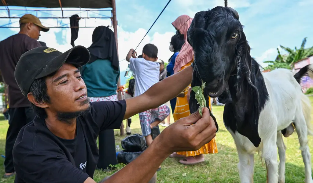 Seorang peserta menyuap ternak kambingnya sebelum diikutkan pada Kontes Kambing di Palu, Sulawesi Tengah, Minggu (1/2/2026). (©bmzIMAGES/Basri Marzuki)