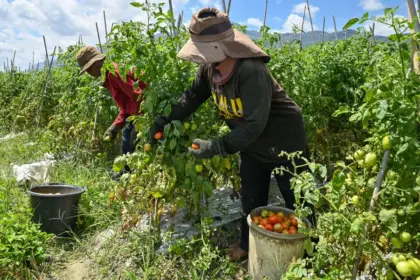 Petani memanen tomat di Desa Porame, Sigi, Kamis (5/2/2026). (©bmzIMAGES/Basri Marzuki)