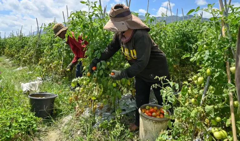 Petani memanen tomat di Desa Porame, Sigi, Kamis (5/2/2026). (©bmzIMAGES/Basri Marzuki)