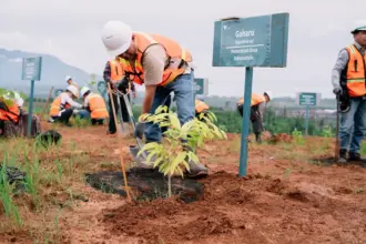 Sejumlah aparat pemerintah desa dan kecamatan menanam pohon pada Mining Tour yang digelar PT Vale Indonesia, Rabu (11/2/2026). (©PT Vale Indonesia)
