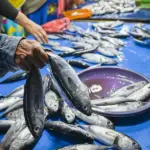 Warga membeli ikan cakalang di Pasar inpres Manonda, Selasa (24/3/2026). (©bmzIMAGES/Basri Marzuki)