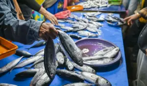Warga membeli ikan cakalang di Pasar inpres Manonda, Selasa (24/3/2026). (©bmzIMAGES/Basri Marzuki)