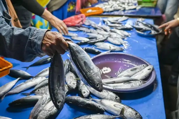 Warga membeli ikan cakalang di Pasar inpres Manonda, Selasa (24/3/2026). (©bmzIMAGES/Basri Marzuki)
