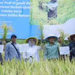 Panen padi pada demplot bersama di Kolaka, Minggu (8/3/2026). (©PT Vale Indonesia)