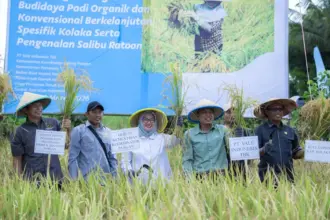 Panen padi pada demplot bersama di Kolaka, Minggu (8/3/2026). (©PT Vale Indonesia)