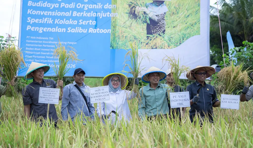 Panen padi pada demplot bersama di Kolaka, Minggu (8/3/2026). (©PT Vale Indonesia)