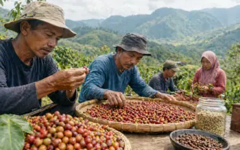 Kopi Marawola Barat: Rasa Meminta Pengakuan Hukum