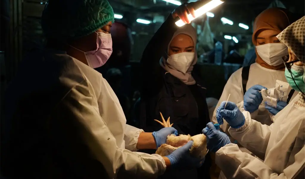 Tim gabungan Kementerian Kesehatan RI–WHO melakukan surveilans di pasar unggas di Surabaya sebagai bagian dari program percontohan di lima provinsi pada tahun 2025. (©: WHO/Fieni Aprilia)