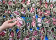 Petugas menata daging kurban yang dikemas dengan kamboti di Kantor Dinas Lingkungan Hidup Kota Palu, Sulawesi Tengah, Kamis (28/5/2026). (©bmzIMAGES/Basri Marzuki)