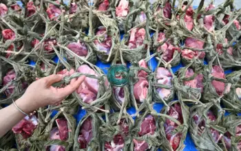 Kamboti dan Berkah: Idul Adha Menjadi Gerakan Ramah Lingkungan di Palu