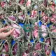 Kamboti dan Berkah: Idul Adha Menjadi Gerakan Ramah Lingkungan di Palu