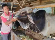 DPKP Kota Palu Pastikan Kesehatan Ternak sebelum Kurban
