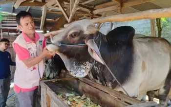 DPKP Kota Palu Pastikan Kesehatan Ternak sebelum Kurban