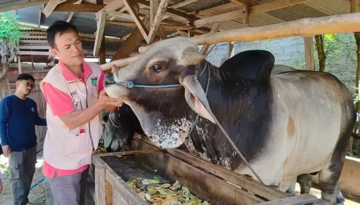 DPKP Kota Palu Pastikan Kesehatan Ternak sebelum Kurban
