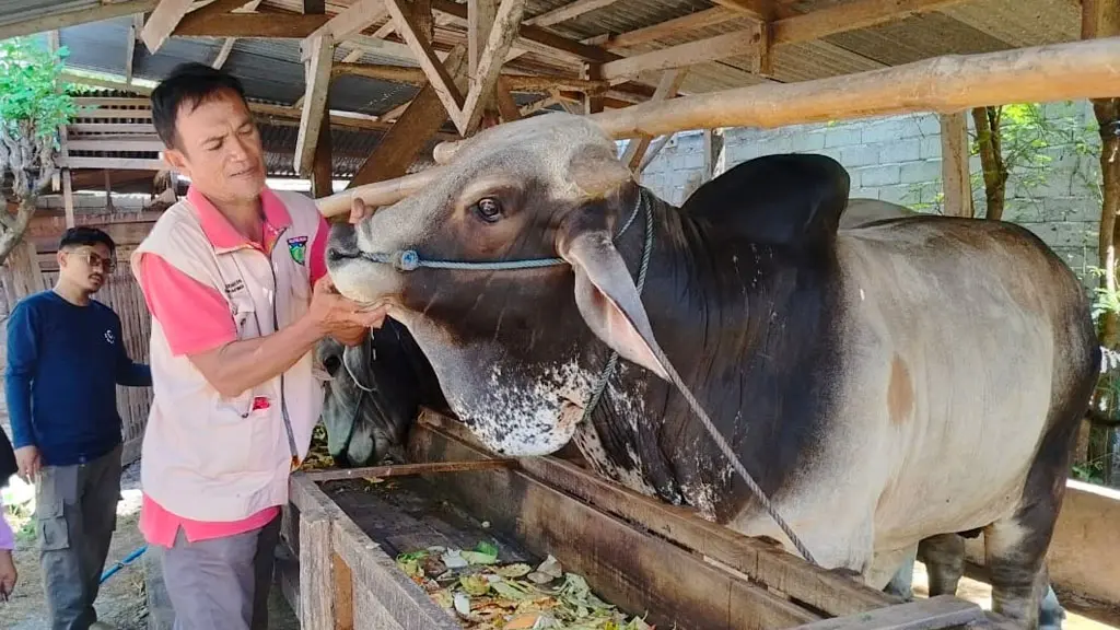 Petugas DPKP memeriksa kesehatan ternak sapi di pasar hewan Palu, Jumat (22/5/2026). (©Diskominfosantik Palu)