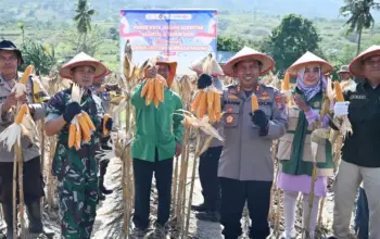 Polresta Palu Panen Jagung di Lahan Binaan Kelurahan Duyu