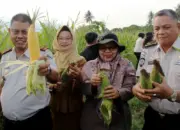 Kakanwil Ditjenpas Sulteng Bagus Kurniawan (kiri) menunjukkan jagung yang baru dipanenn di kawasan kebun asimiliasi dan edukasi Lapas Perempuan Kelas II Palu, Selasa (5/5/2026). (©Humas Ditjenpas Sulteng)