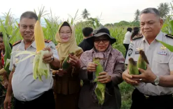 Warga Binaan LPP Palu Panen Jagung dari Lahan yang Dulu Tak Terpakai