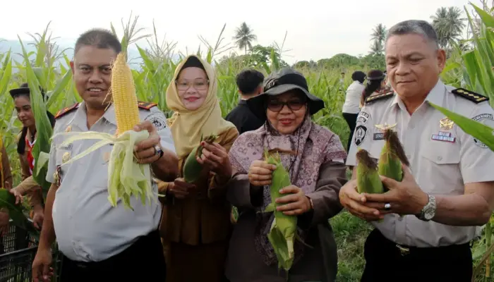 Warga Binaan LPP Palu Panen Jagung dari Lahan yang Dulu Tak Terpakai
