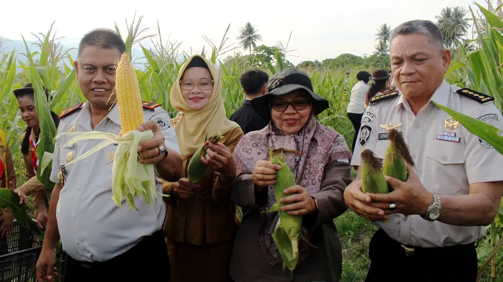 Kakanwil Ditjenpas Sulteng Bagus Kurniawan (kiri) menunjukkan jagung yang baru dipanenn di kawasan kebun asimiliasi dan edukasi Lapas Perempuan Kelas II Palu, Selasa (5/5/2026). (©Humas Ditjenpas Sulteng)