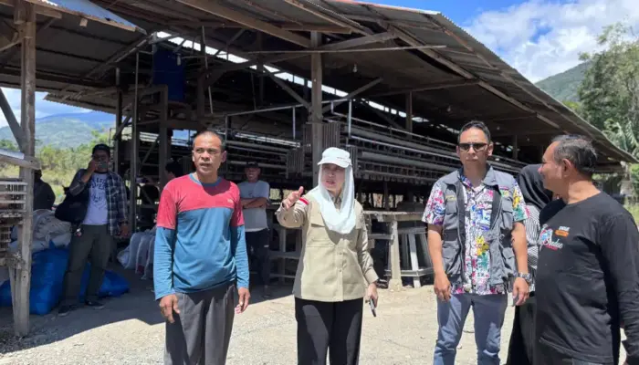 Peternakan Ayam di Pengawu Jadi Penopang MBG dan Stunting Kota Palu
