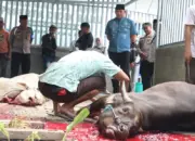 Kapolresta Palu Kombes Pol Heri Rosena menyaksikan penyembelihan kurban di Mapolresta Palu, Rabu (27/5/2026). (©Humas Polresta Palu)