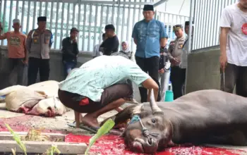 Polresta Palu Serahkan 7 Ekor Sapi Kurban untuk Masyarakat Kurang Mampu