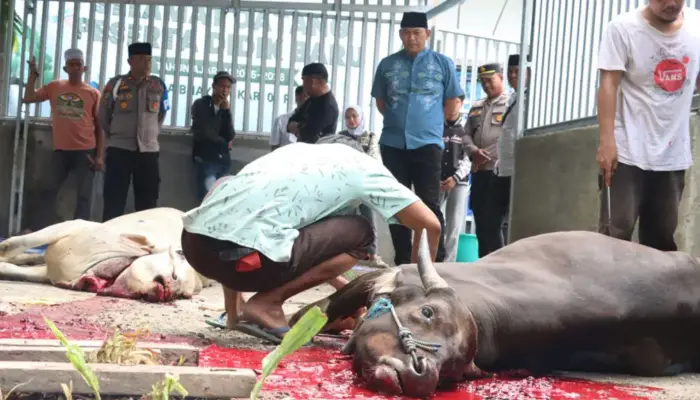 Polresta Palu Serahkan 7 Ekor Sapi Kurban untuk Masyarakat Kurang Mampu