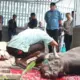 Polresta Palu Serahkan 7 Ekor Sapi Kurban untuk Masyarakat Kurang Mampu