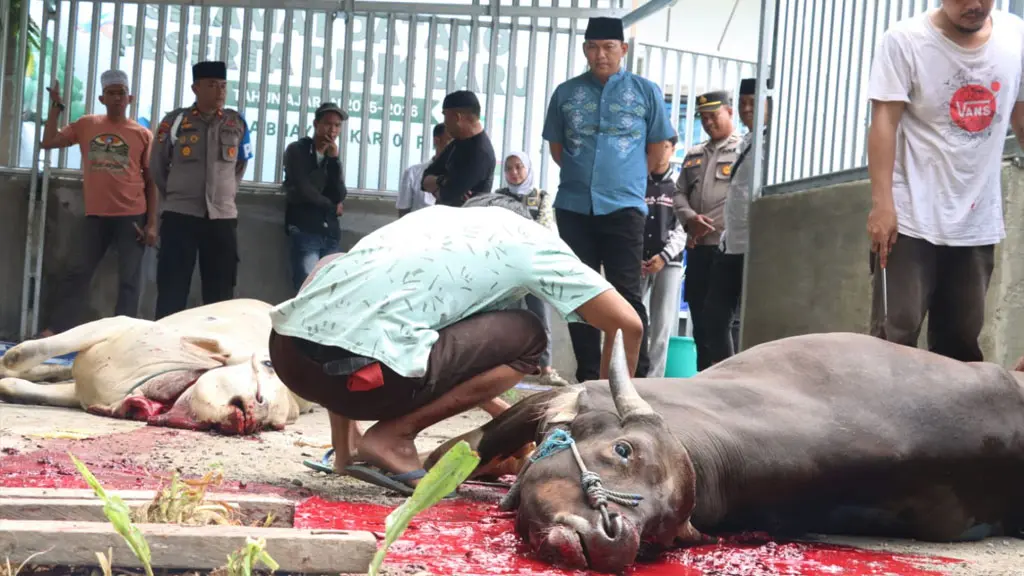Kapolresta Palu Kombes Pol Heri Rosena menyaksikan penyembelihan kurban di Mapolresta Palu, Rabu (27/5/2026). (©Humas Polresta Palu)