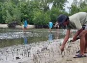 Pemuda Oncone Raya Parigi Moutong Tanam 2.600 Mangrove