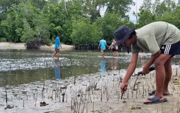 Pemuda Oncone Raya Parigi Moutong Tanam 2.600 Mangrove