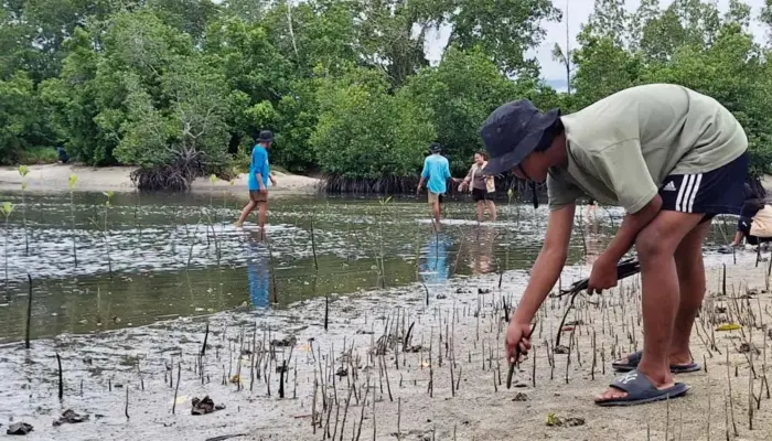 Pemuda Oncone Raya Parigi Moutong Tanam 2.600 Mangrove