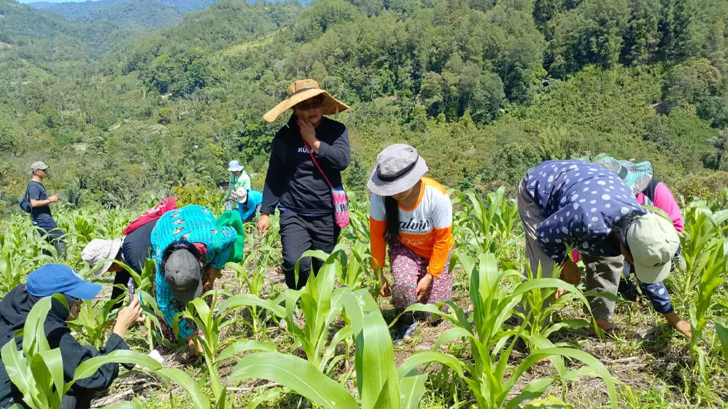 Kelompok perempuan mengolah kebun Pampa. (©Iwan Lapasere)