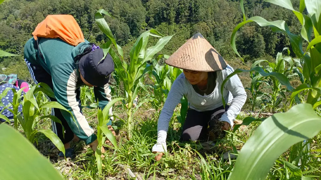 Kelompok perempuan mengolah kebun Pampa dengan beragam tanaman pangan. (©Iwan Lapasere)