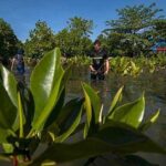 Ilustrasi tanaman mangrove. (©bmzIMAGES/Basri Marzuki)