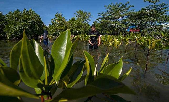 Ilustrasi tanaman mangrove. (©bmzIMAGES/Basri Marzuki)