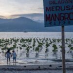 Ilustrasi pengurangan dampak perubahan iklim dengan konservasi mangrove. (Foto: bmzIMAGES/Basri Marzuki)