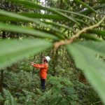 Seorang pengunjung mengamati pepohonan Hutan Himalaya di kawasan pertambangan nikel PT Vale Indonesia di Sorowako, Luwu Timur, Sulawesi Selatan, Jumat (2/8/2024). Hingga akhir Juni 2024, PT Vale Indonesia telah merehabilitasi lahan bekas tambangnya menjadi hutan hijau seluas 3.780 hektare dari 5.761 hektare luasan area tambang atau sekitar 65 persen dan telah menanam lebih dari 4,83 juta bibit pohon sebagai komitmen terhadap praktik pertambangan berkelanjutan. bmzIMAGES/Basri Marzuki