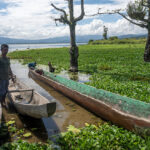 Nelayan menambatkan perahunya di antara eceng gondok yang memenuhi pantai Danau Lindu di Desa Tomado, Sigi, Jumat (6/9/2024). (rindang.ID/basri marzuki)