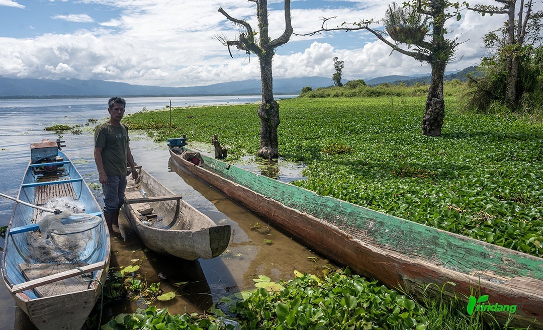 Nelayan menambatkan perahunya di antara eceng gondok yang memenuhi pantai Danau Lindu di Desa Tomado, Sigi, Jumat (6/9/2024). (rindang.ID/basri marzuki)