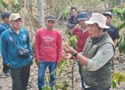 Hadapi Perubahan Iklim, Petani Puroo Didorong Kembangkan Agroforestri Kopi-Durian
