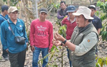 Hadapi Perubahan Iklim, Petani Puroo Didorong Kembangkan Agroforestri Kopi-Durian