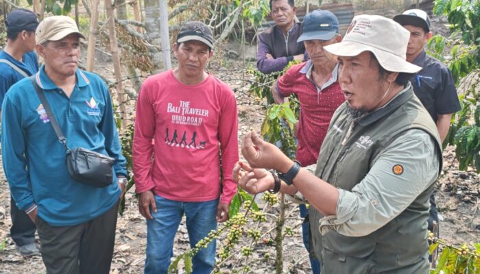 Hadapi Perubahan Iklim, Petani Puroo Didorong Kembangkan Agroforestri Kopi-Durian