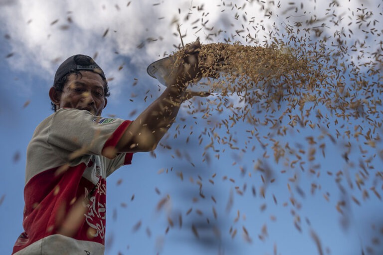 Petani menganginkan bulir padi yangbaru di panen. (© bmzIMAGES/Basri Marzuki)