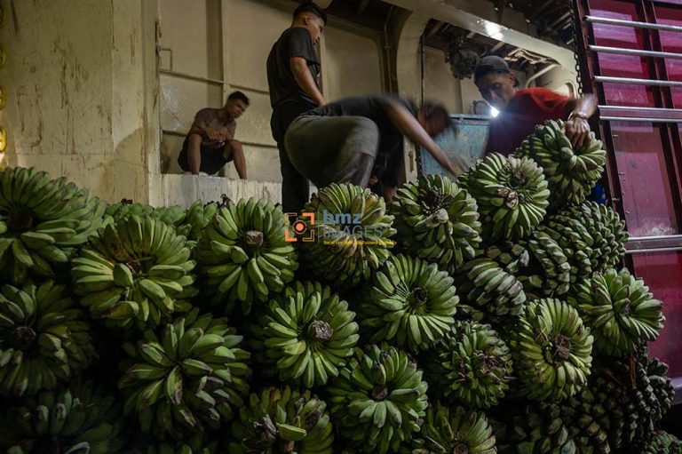 bp-Antara-Pegiriman-buah-pisang-ke-Kalimantan-010424-bmz-3 bp-Antara-Pegiriman-buah-pisang-ke-Kalimantan-010424-bmz-3